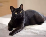 gato